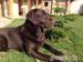 Čokoládová šteňatá Labrador retriever s PP
