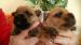 Norfolk Terrier