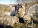 Chovné stádo valašských ovcí