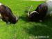 Chovný pár Walliserské kozy