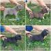 American bully 