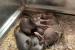 Krysa obrovská - Gambian rat