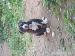 American bully 