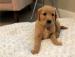Zlaty retriever s PP