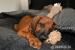 Rhodéský Rhodesian Ridgeback