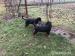 Rottweiler šteňatá