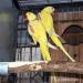 Yellow Alexandrine Parrots for Sale