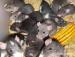 Potkany a mastomyšky