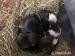  Potkani - 4týdenní mláďátka ke krmení/mazlení 