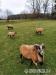 Kamerunská ovce - stádo 