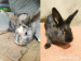Vrchlabí - Prodám dva dvouměsíční zakrslé králíky