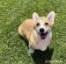 Welsh Corgi Pembroke