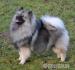 Německý špic vlčí Keeshond štěňata s PP