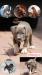 American Bully XL / XXL