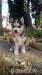 Sibírsky husky