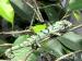 Chameleon pardálí (Furcifer pardalis)