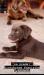 Labrador