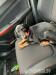 Doberman 