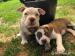American-Bully