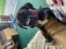 Cane Corso Fenka 