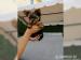 Yorkshire terrier bez PP