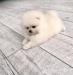 Mini pomeranian bez PP
