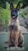 Belgický ovčák Malinois fena s PP 6 měsíců
