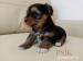 krásne šteniatka Yorkshire Terrier