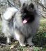 Německý špic vlčí / keeshond štěňata s PP