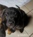 Šteniatka Bandog 