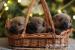 Norfolk Terrier