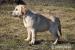 Labrador biszkoptowe szczenięta ZKwP/FCI
