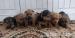 Norfolk Terrier