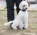 Standard poodle puppies