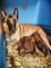 Belgický ovčák malinois s PP