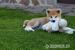 Akita Inu s PP