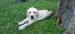 Labrador šteniatka smotanové-psíkovia