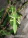 Kupim samčeka Phyllium philippinicum