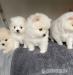 Pomeranian mini