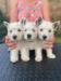 West highland white terrier (vestík) štěňata