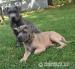 Cane corso s PP