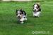 Biewer terrier