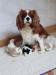 Kavalír king charles spaniel