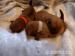 Norfolk Terrier
