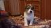 Szczeniaki Jack Russell Terrier 