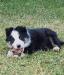 Border Collie puppies for adoption