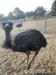 Emu breeding pair ,Greater Rheas ,Ostriches