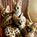 Dostępny kociak serval