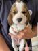 Beagles puppies For Sale.
