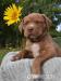 American Bully xl 